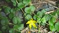 lysimachia nummularia